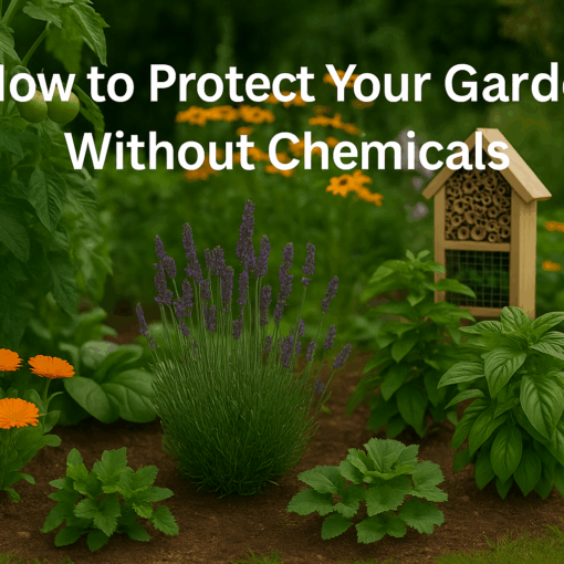 how to protect your garden without chemicals